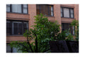 Among the Trees fine art photograph