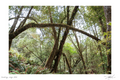 Eden — original photography print