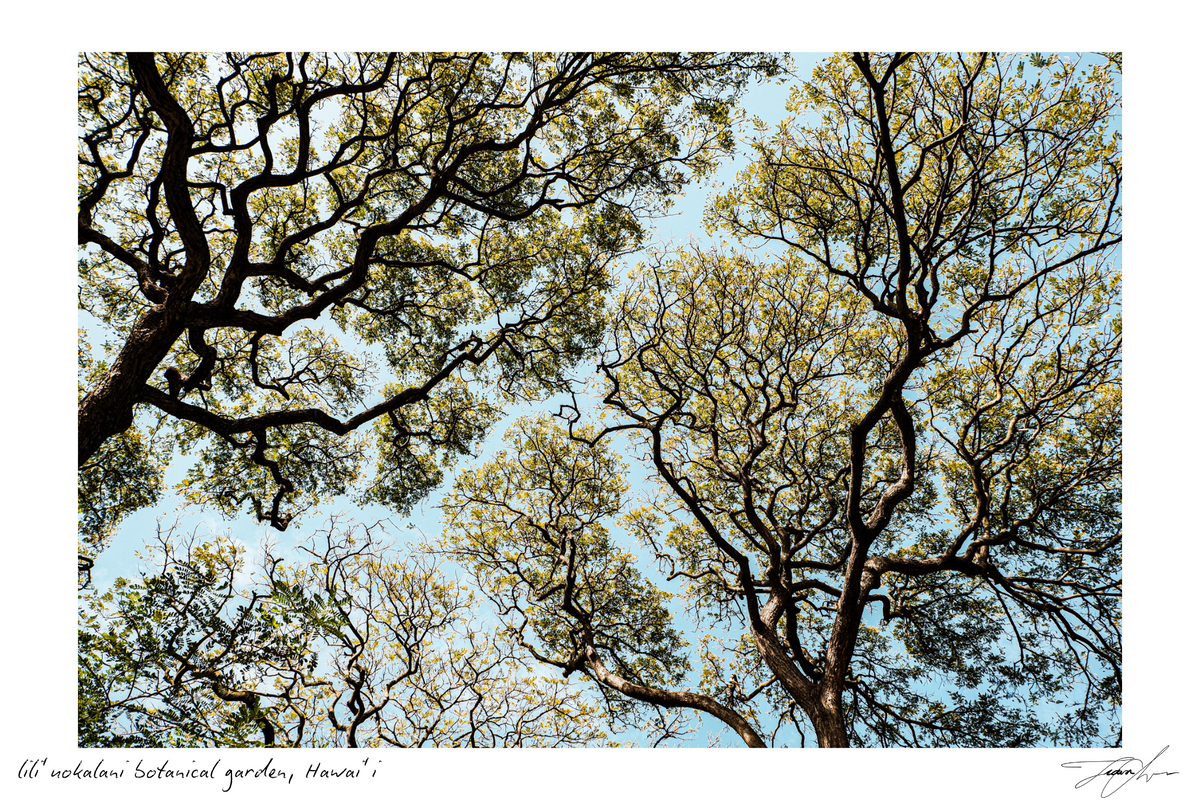 Her Light — original photography print