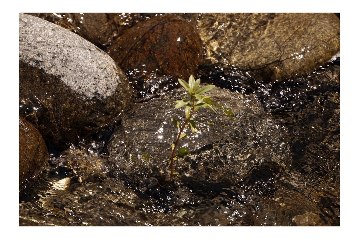 New Growth fine art photograph